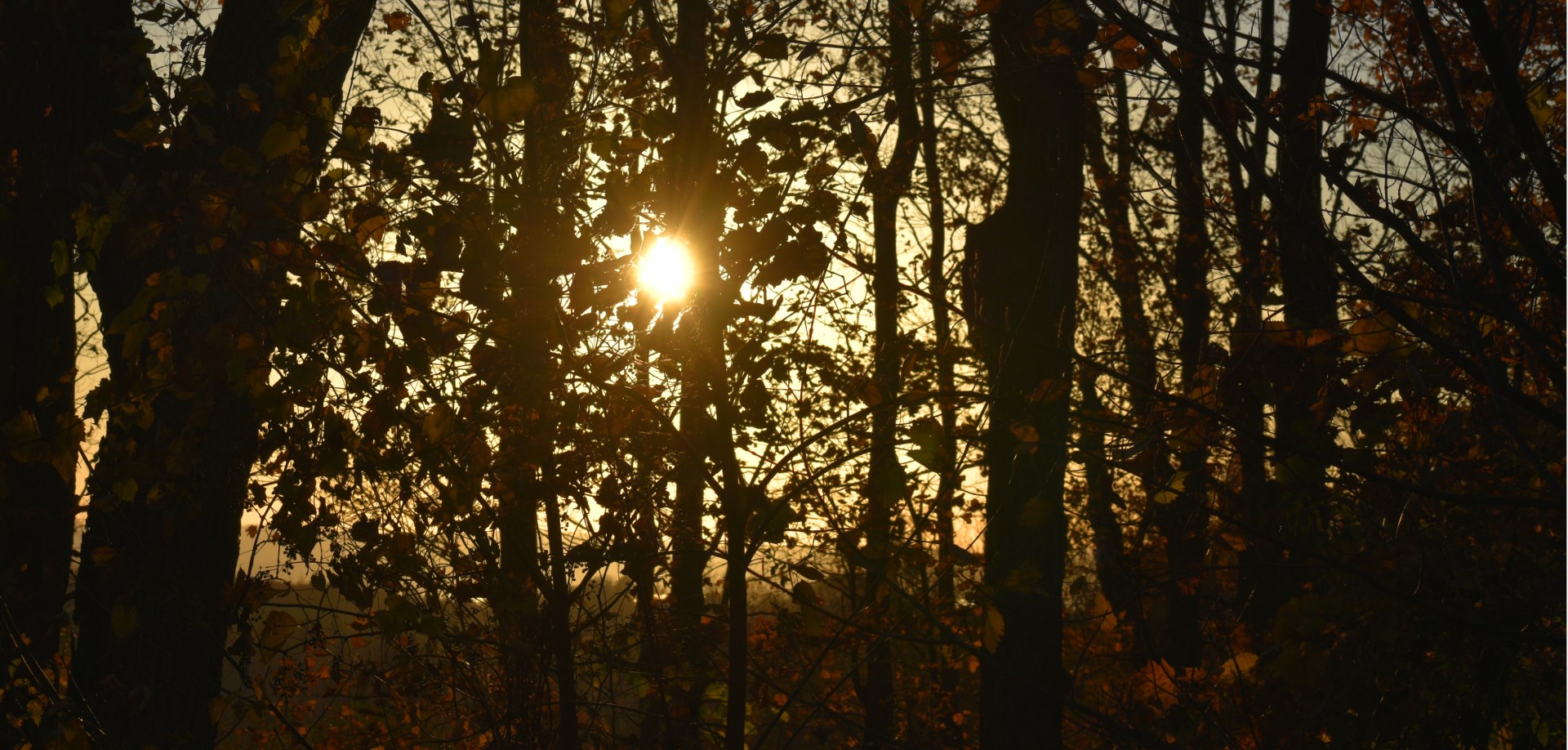 Sunset in the forest through trees.